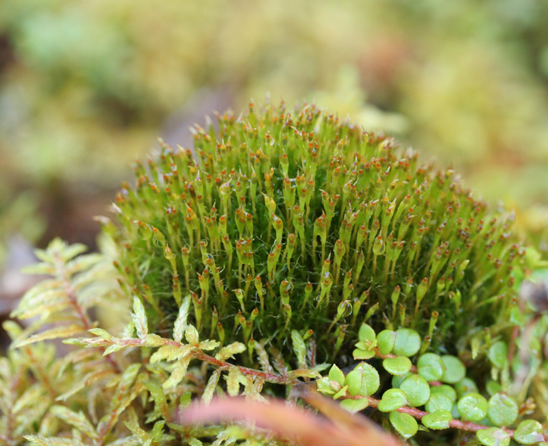 Tetraplodon angustatus